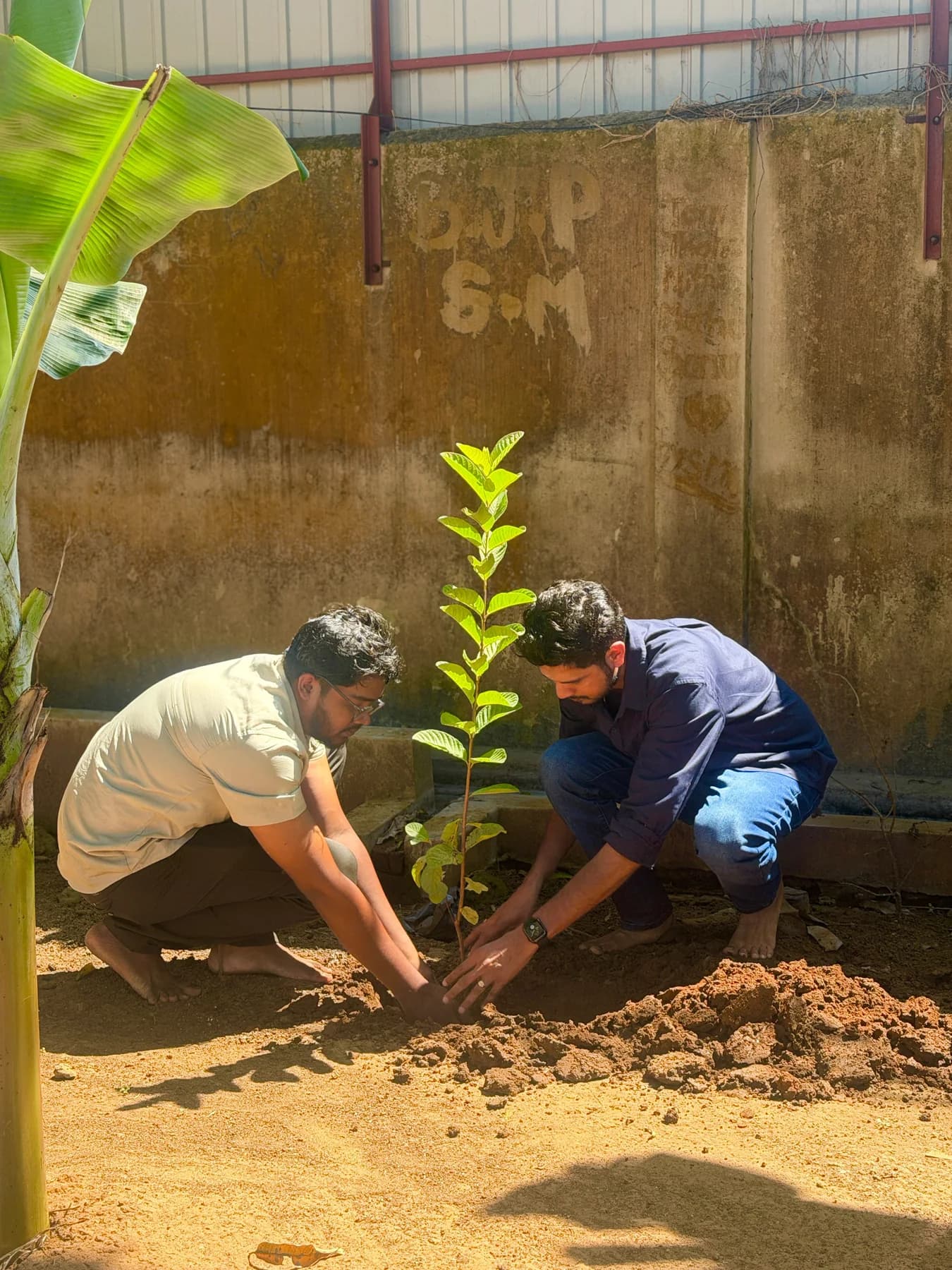 Tree planting preparation