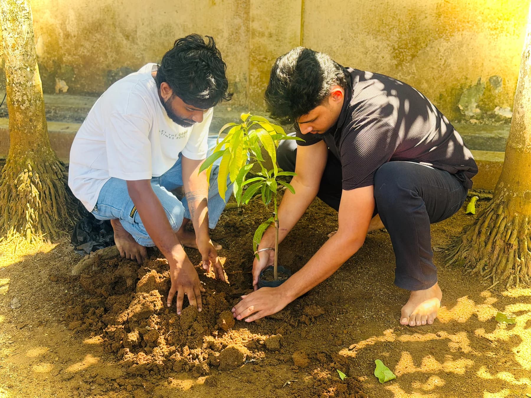 Planting care