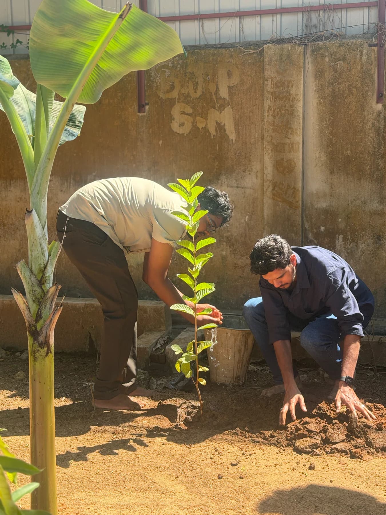 Watering the sapling